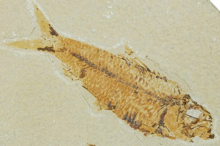 Fossil Fish (Knightia) - Green River Formation #224499